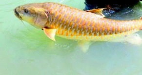 ゴールデンマハシール