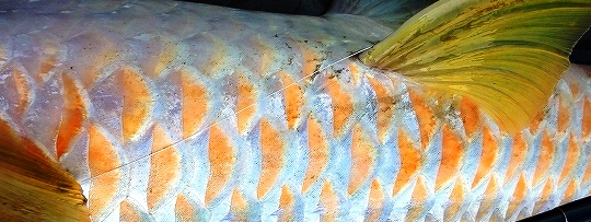 ゴールデンマハシール取材撮影