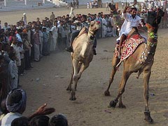 Camel Race
